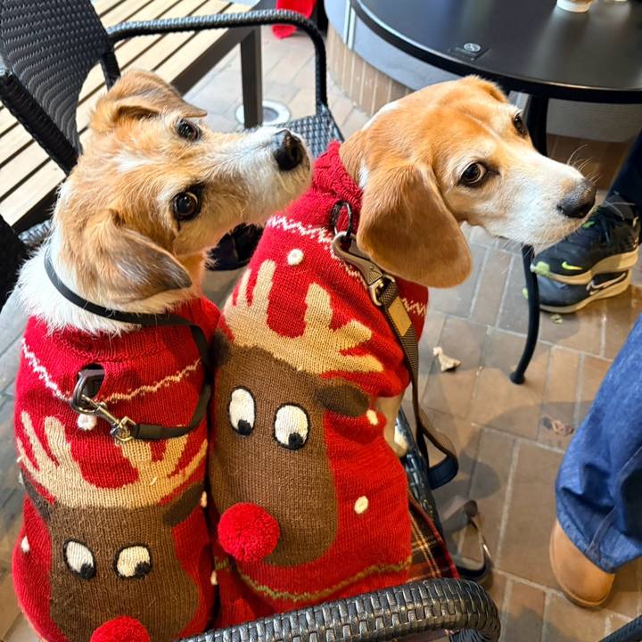 C763efe2 43fb 46fa b19e 26ad03d39098 1766659762181