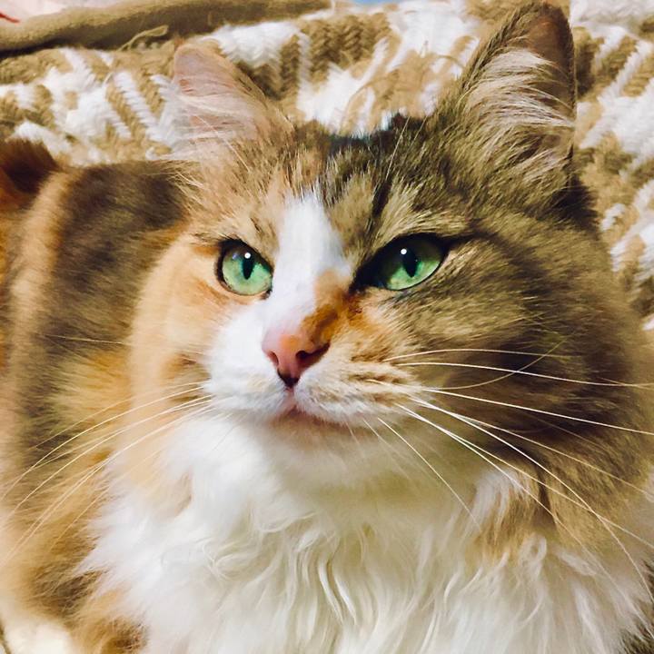 C765cfba dbcc 4437 b578 dfca12c76b18 1589785861589