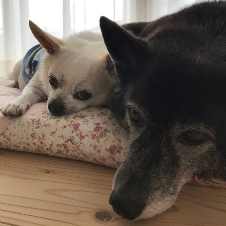 C768d54b 62a7 4e32 9fed 5461d39cdc3a 1596286412309