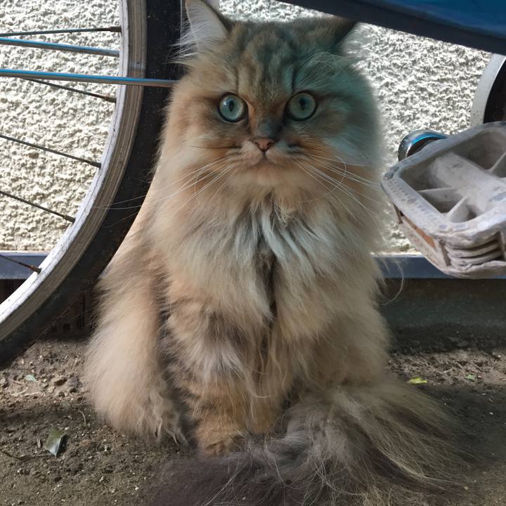 C76b2b6c 4c37 4aff b493 03320cdc0062 1538611806281