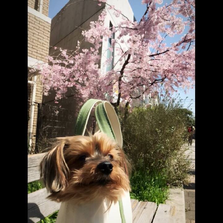 C76ca3b9 6e47 4c64 a5d1 f971ccd84d3a 1522117183196