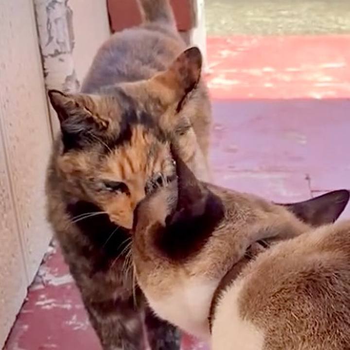 C76cbb5a fd0b 475c a219 432ba741bb67 1753754770838