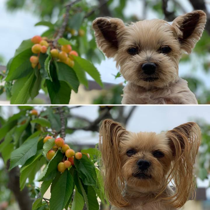 C76f1439 3c83 4bf9 8bcb 8d8d93cc4842 1592125867543