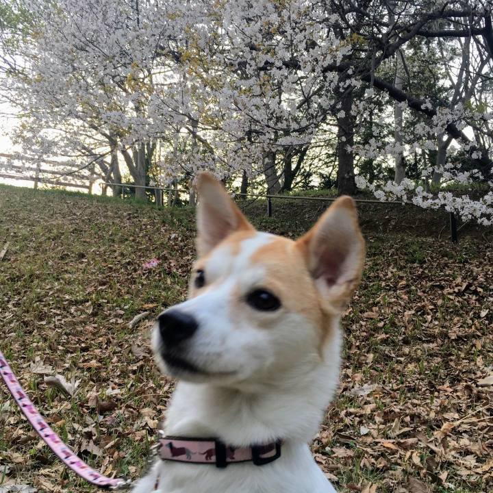 C7714b55 0244 4c91 8a99 b0d69da0aaef 1554114510116