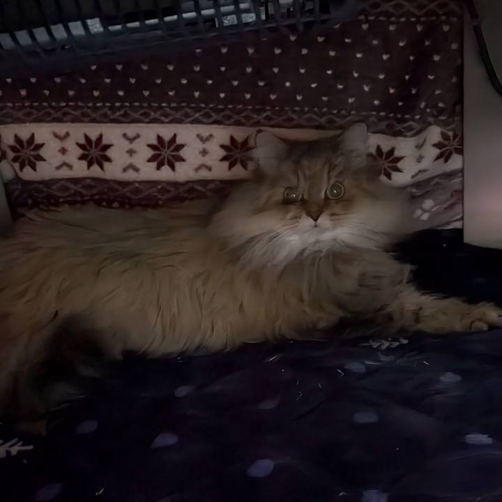 C771cd1f efdd 4b87 9091 af92636aa50a 1734132330706