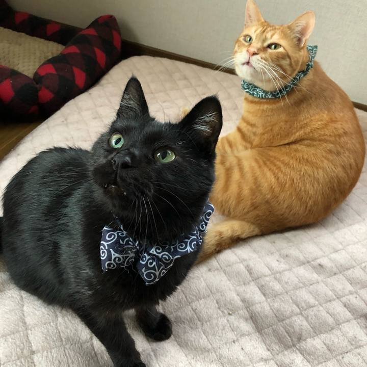 C773609a c7f5 4291 b317 2108b4ff9108 1560072044301