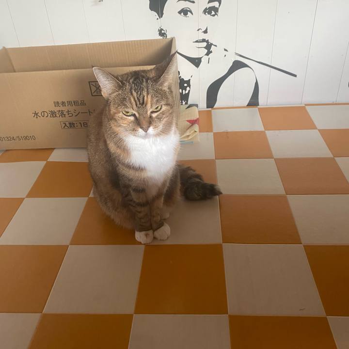 C775af3a 9cff 4624 80f4 7d6723556969 1731363232745