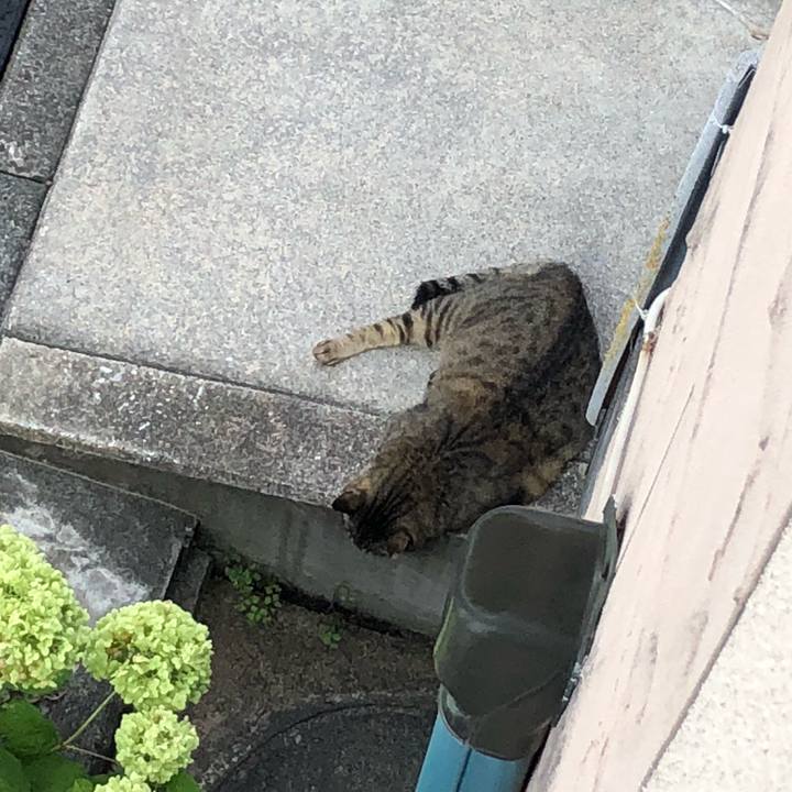 C775cd59 8b57 4708 923d 1f74ea4f8550 1531215746386