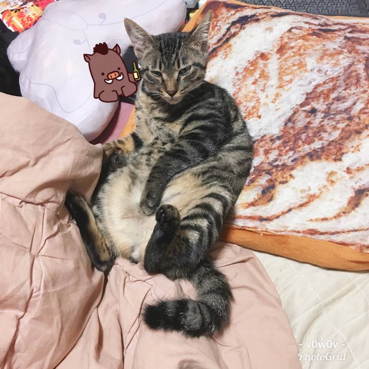 C77824cd 2ce7 41a8 af22 5d9dc213d42a 1544835454418