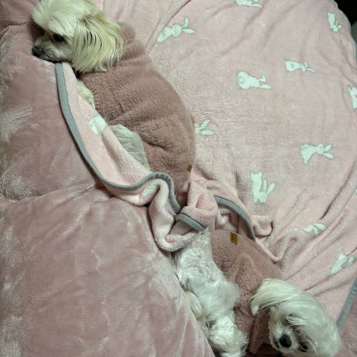 C778e476 4efe 446d a086 4a5d2e678720 1734167468320