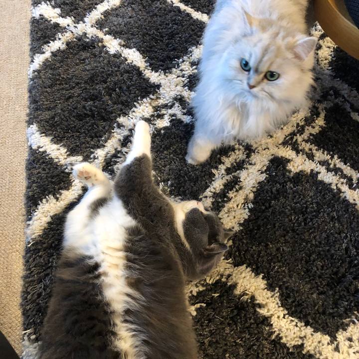 C778e9c8 666c 4093 bc51 fea7f3df1b16 1579404378376