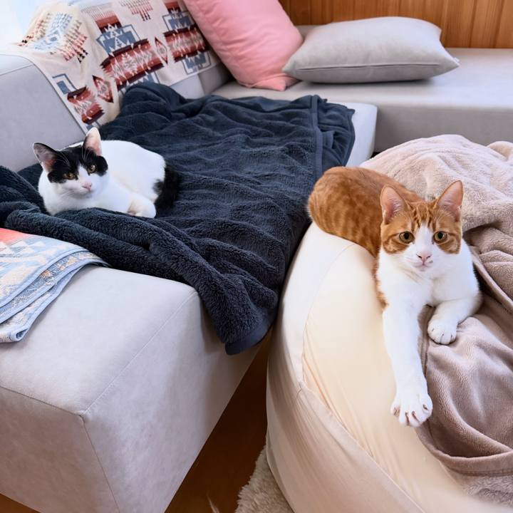 C779aadd ee17 400c b9f7 368878b766db 1765408768360