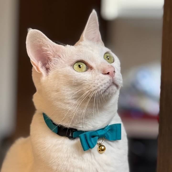 C77aeb7b 397a 4dae 8e70 befec8770002 1764425074868