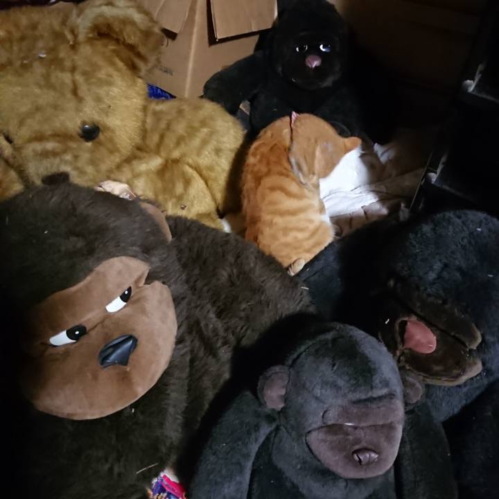 C77d0b7a 1601 4d44 9aa4 fbcae3dea240 1603534178641