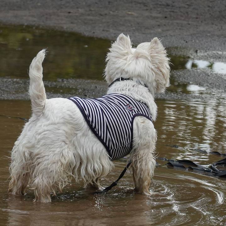 C77d4c68 19cd 4607 afc4 f21ed53d3c57 1537271261263