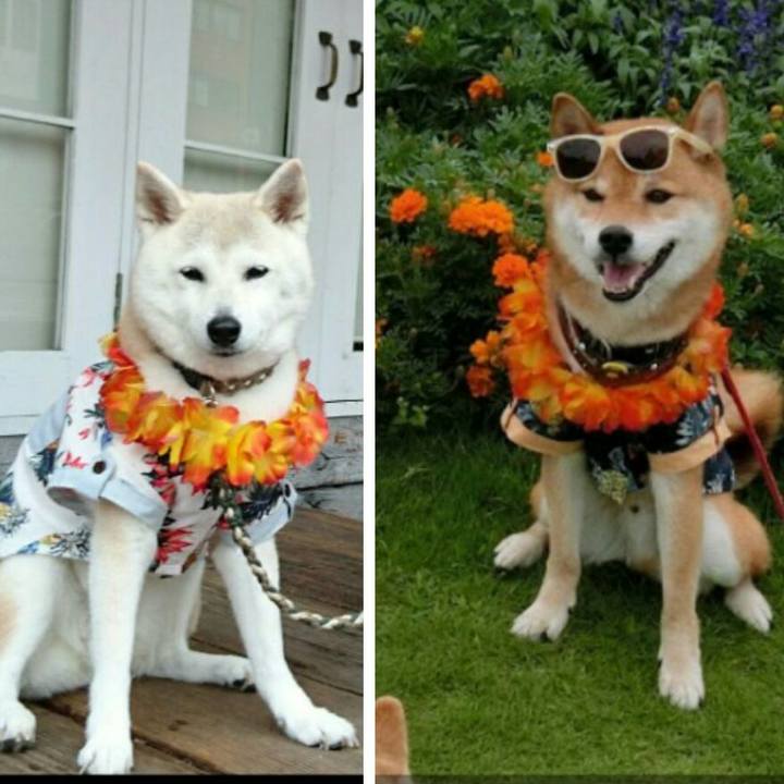 C77f0b53 83de 406a 8f84 659b7dfd9d1c 1563231310154