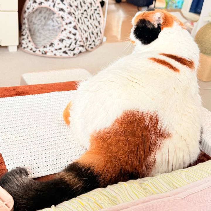 C77feec8 8019 4e83 b185 dd4d2142fd7e 1759891317490