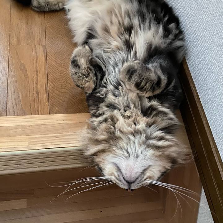 C783cf17 0000 4dc0 ac89 fe0a5d4b7c84 1596684001473