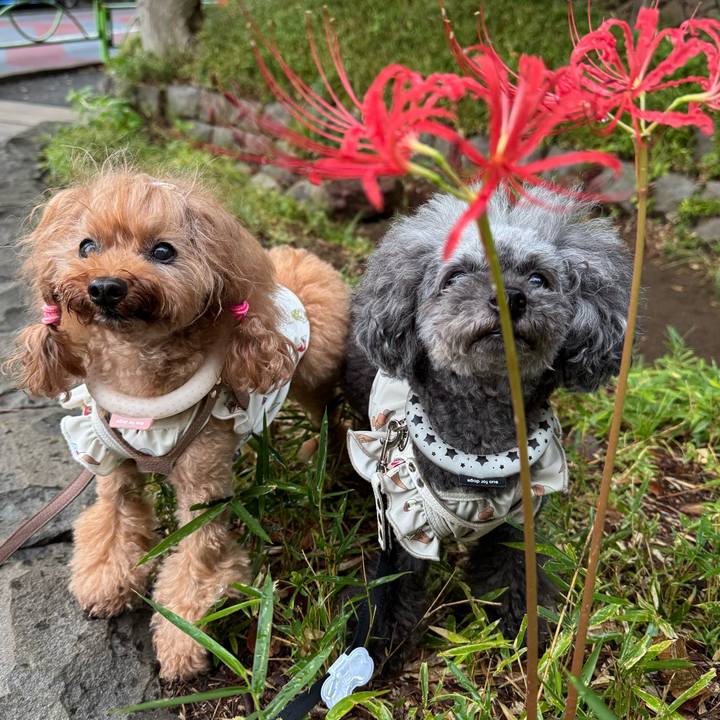 C786891e 6c71 4646 b06c a935e9dee1e6 1757630699780