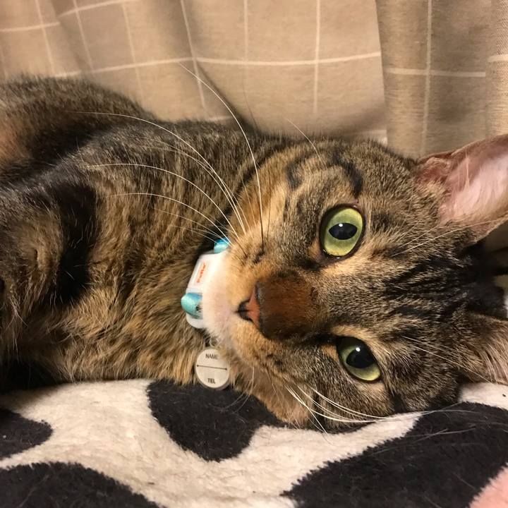 C788ee3a ba9f 4733 b30a 8781ac6245bc 1540988950217