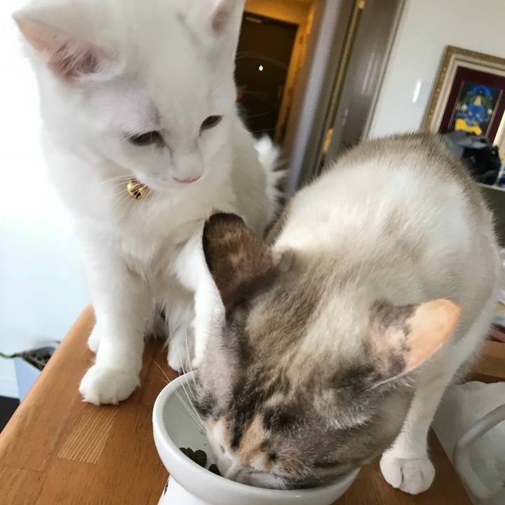 C78959a7 7c36 464f b998 4b4a20f822af 1512963637717