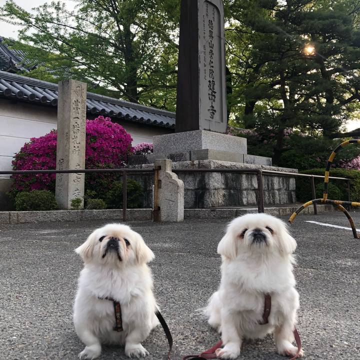 C78b0812 d2d5 45c3 908e 0fd302f993c6 1588461378623