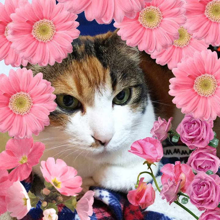 C78b1b5e 9f30 4dd0 9e4e d3e4a7500d85 1559565355114