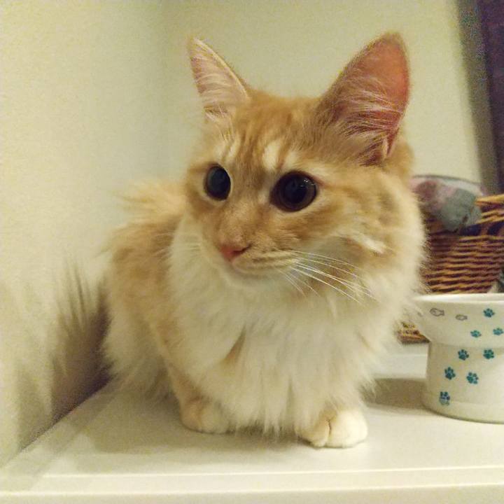 C79342e8 245c 4c3d b8a0 9d7ea7696e44 1625236547294