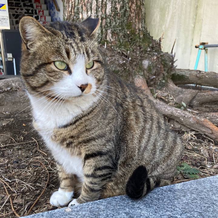 C794a399 2432 47da a0ee bc384514b84c 1772609595439