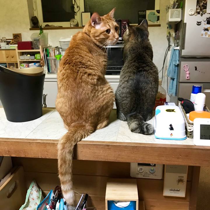 C796dad3 13d8 4782 a92c bccbbe9170d4 1531659683804