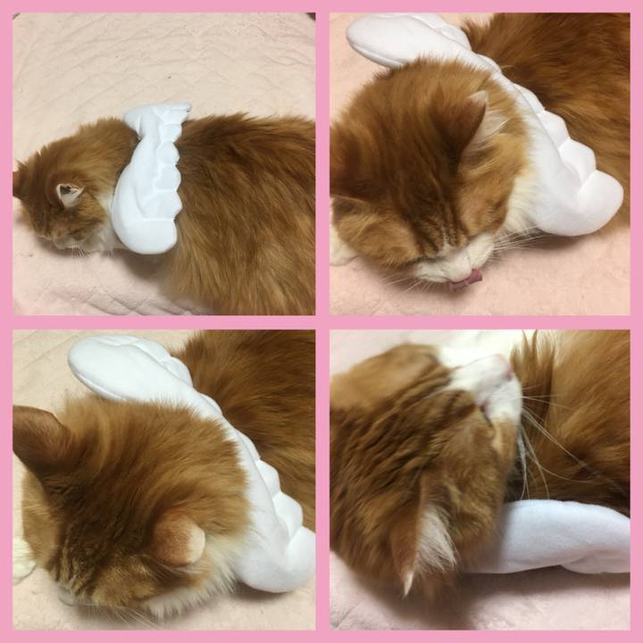 C7979031 7c80 4228 9f33 f58628db6f99 1522334613448