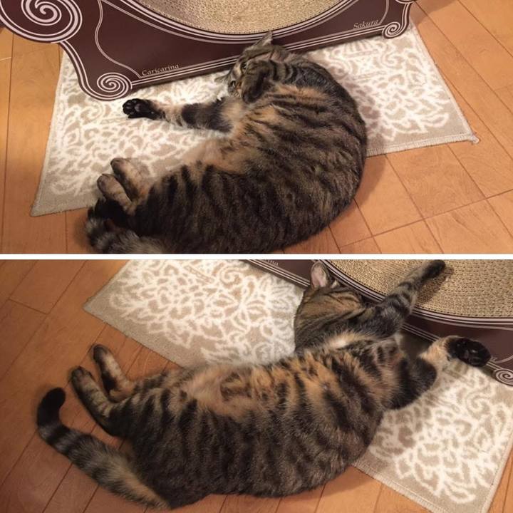 C79b5565 6e90 471f a350 9309c7d84a62 1766382155727