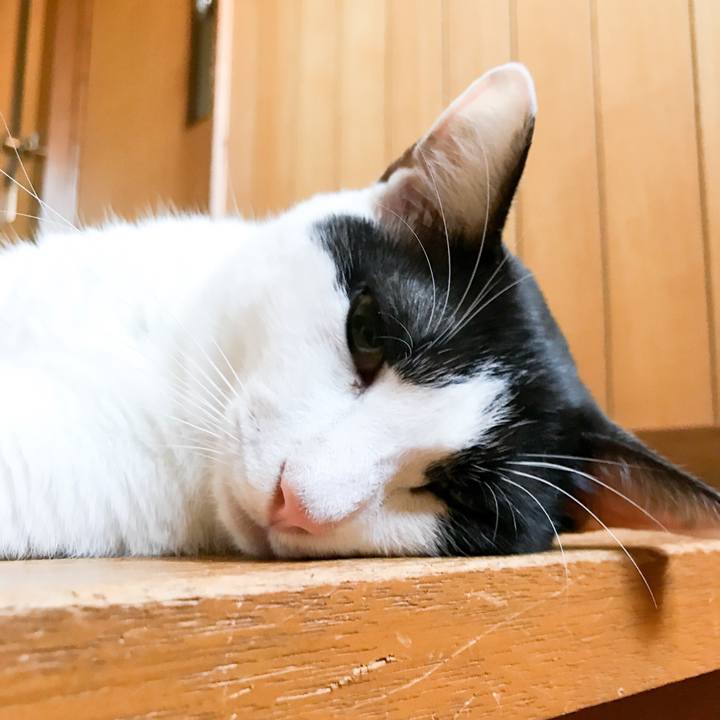 C79c3b5d d858 4cd6 832e 7a67e529aa0b 1534559622190