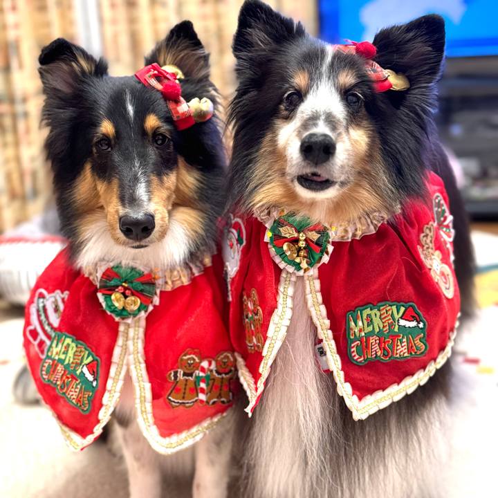 C79e68a9 7fc0 461c 85db 699baf48d404 1765297682345