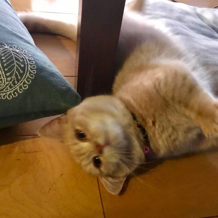 C7a0cebb 6d7c 48ea 88e6 7b0e3ecfb3bf 1516747648294