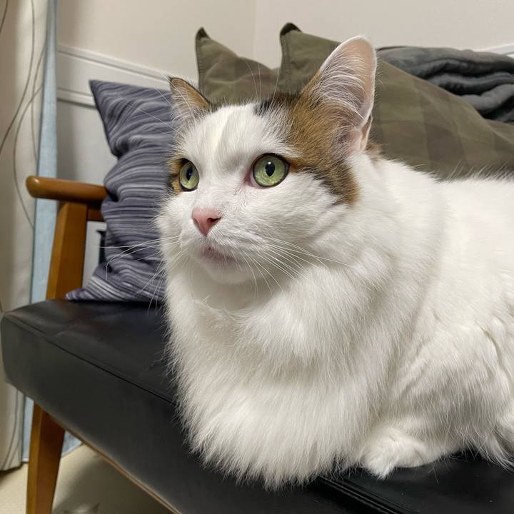 C7a165d7 dd99 4103 be80 25b5c1f2bd44 1770723344256