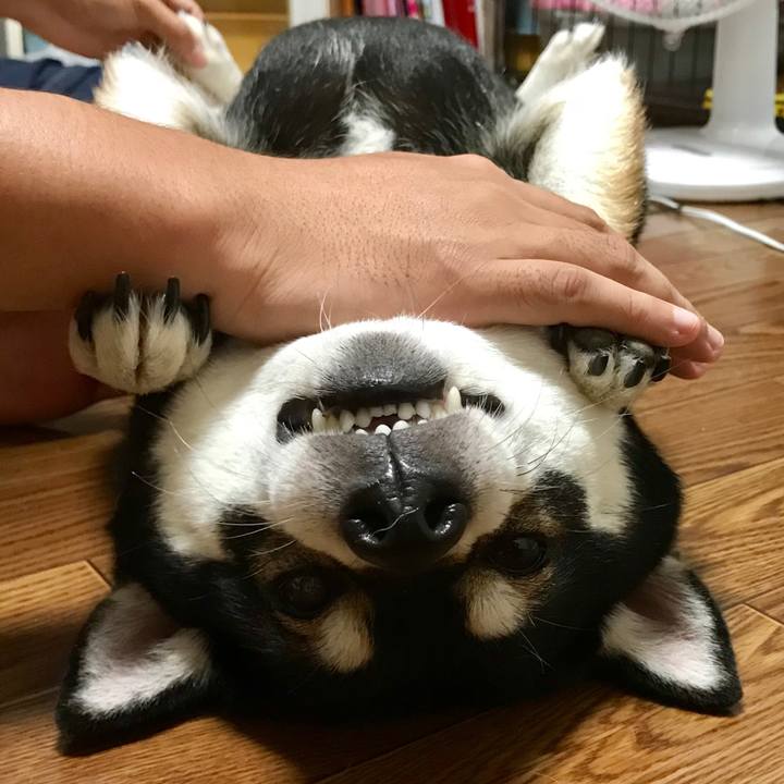 C7a266e7 b1ba 4517 843e ecdf7bb84c2c 1509790480574