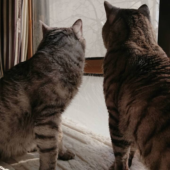 C7a7c72e d5f8 49c2 a192 0ca455d0fc9d 1553475305493