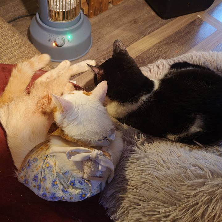 C7a877b5 2b55 43c5 98b1 6ce2840ec84f 1762845116066