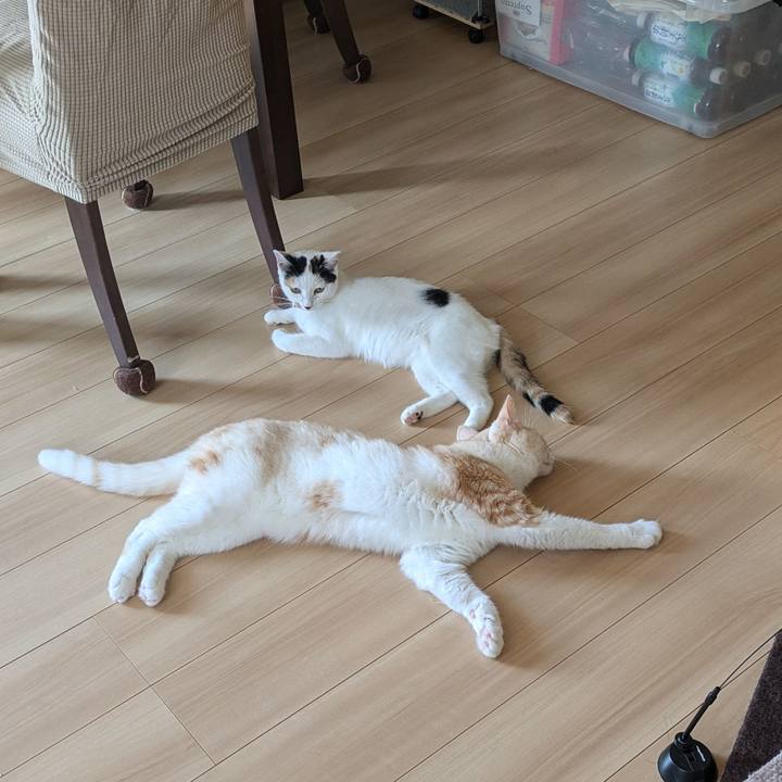 C7acc305 ccfb 4c41 bbb9 4aca16d1e78b 1723612034812