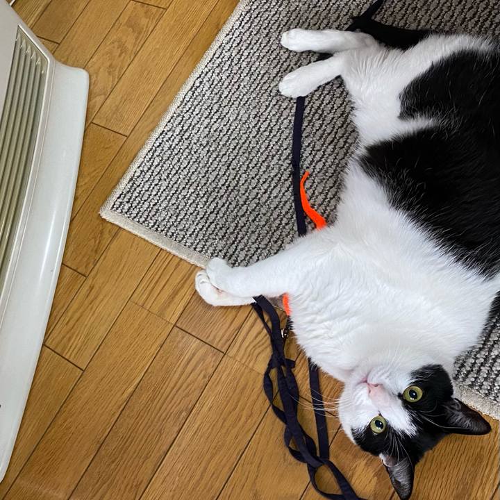 C7ae796b d1a9 4c8b 99f2 b2337bfac15f 1636416419862