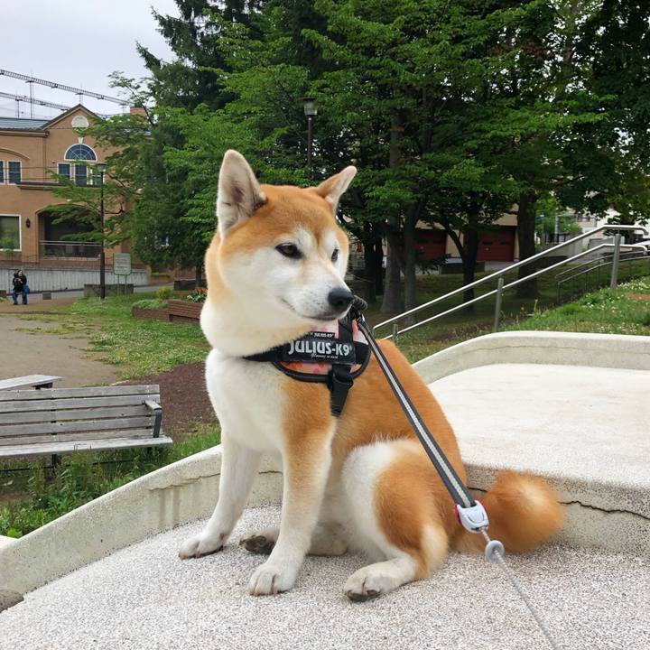 C7aef614 ea7b 4c86 8ac9 e1f4e9e087d8 1593168898583