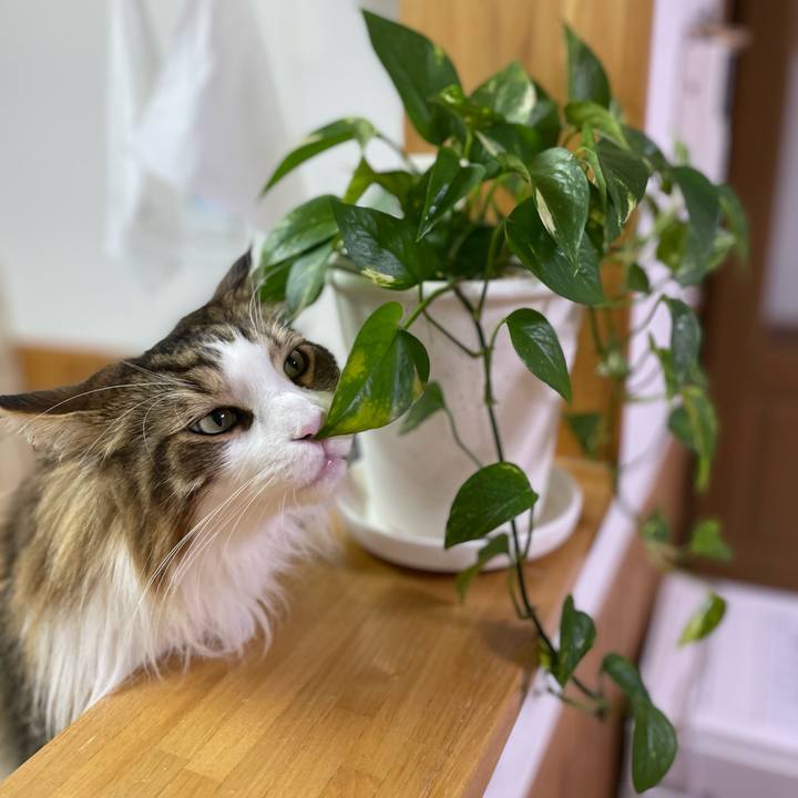 C7af3e3a 6a7a 43f4 aead 7c5ae7a9365a 1715975692942