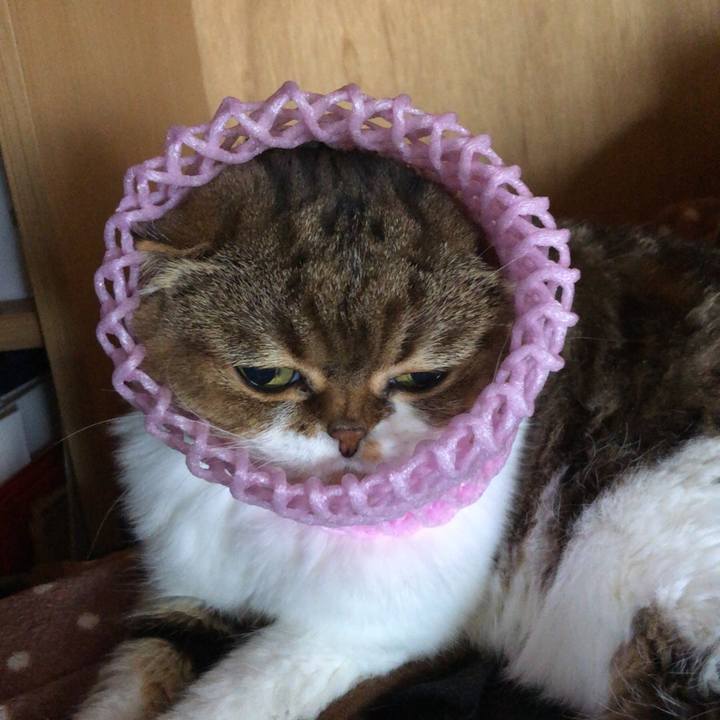 C7afefbd 0a55 40f7 a3da 3cc9868db3ec 1540613548952