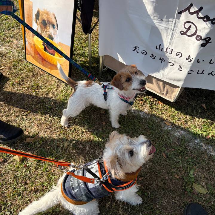 C7b0cae0 ef03 493f 93c0 6cabe2bca462 1763279510340