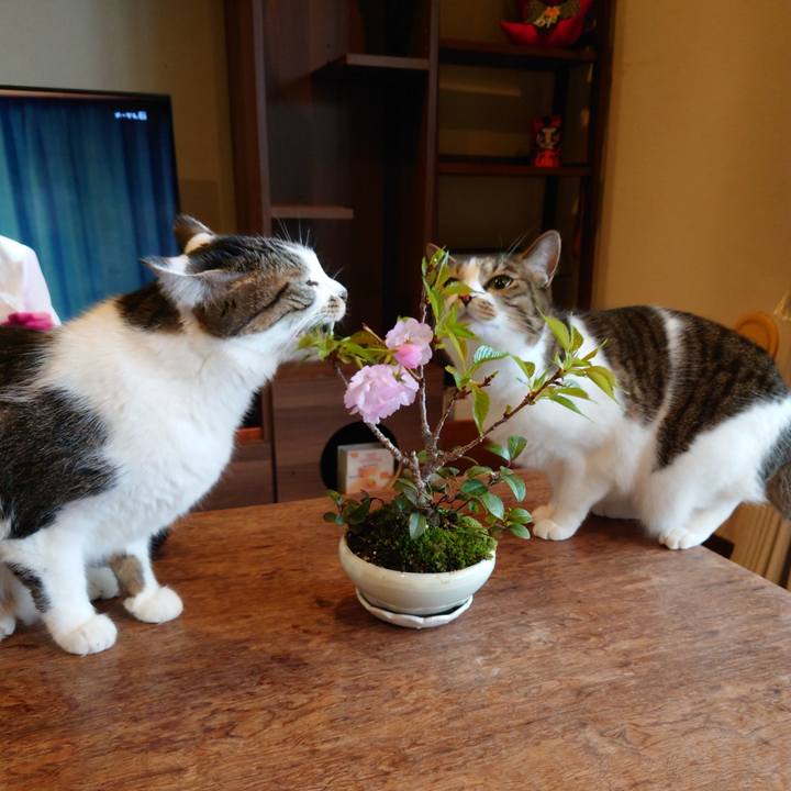 C7b2a04d b05c 42aa 8f61 08f7c85f2bae 1744542878548