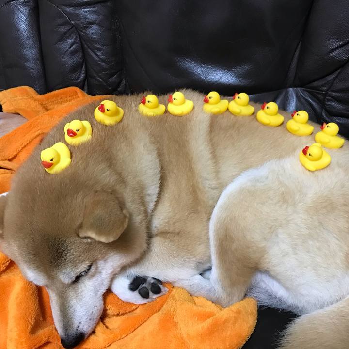 C7b4bd1d 284b 4605 8410 b9baac358853 1545458326660