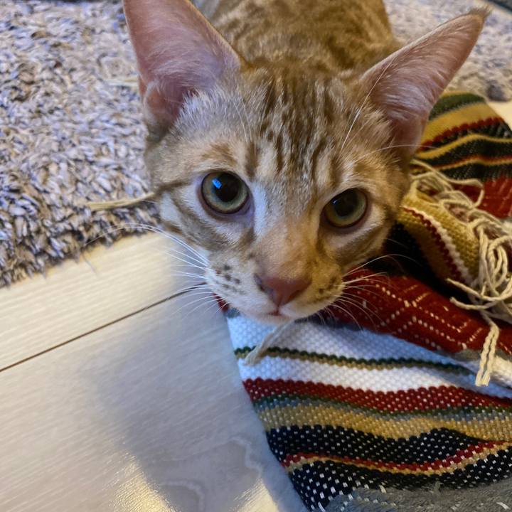 C7b5116a 6a85 4d33 9d1f 44380f1637bf 1597762527023