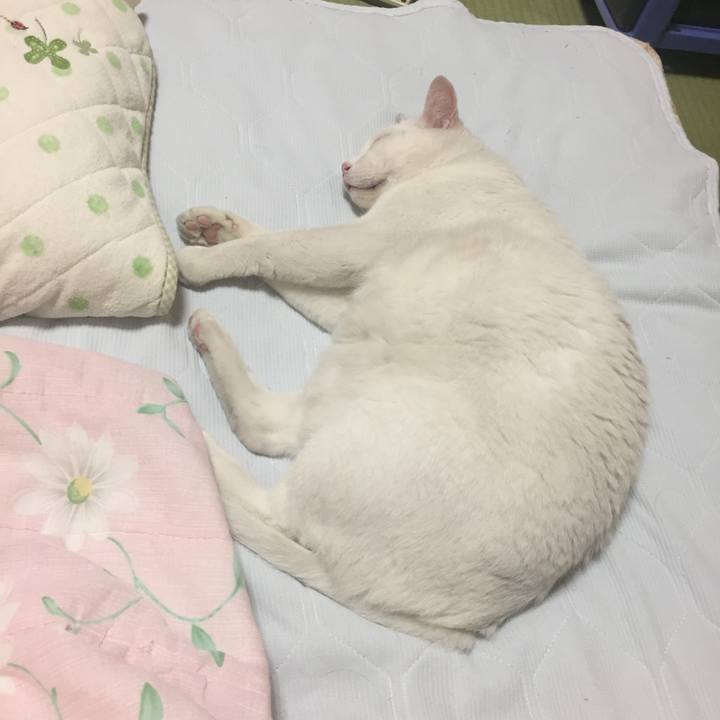 C7b58ea5 f256 4e91 8e76 9dcfe1db926c 1532536165940