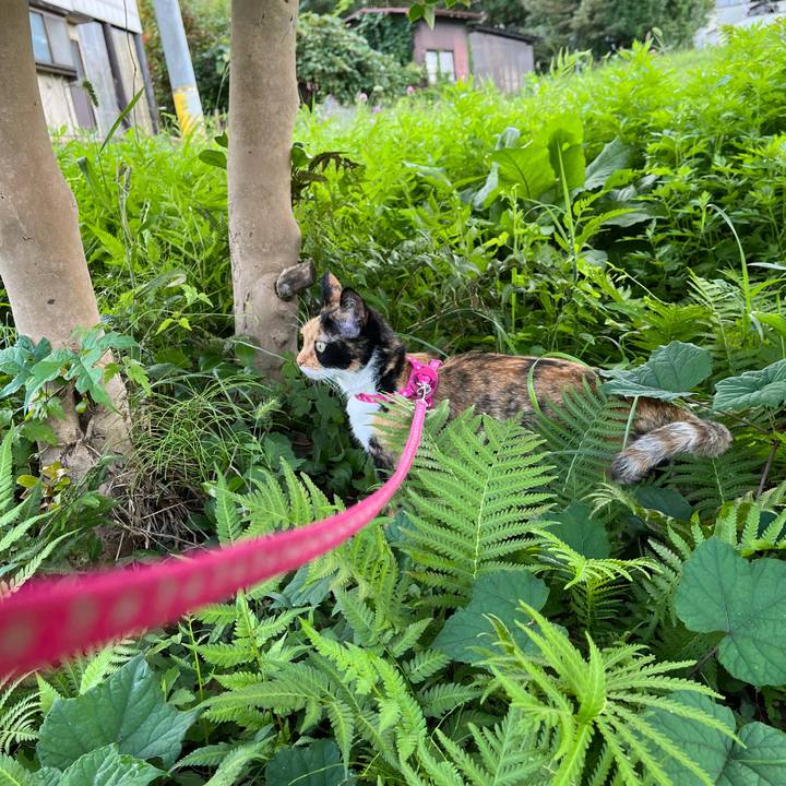 C7b61616 621a 466e bca1 2111168e00e1 1663542478581